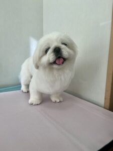 ペキコちゃんのトリミング写真