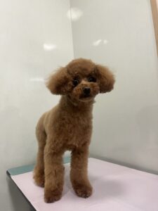 ライムくんのトリミング写真