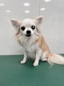 cinnamonちゃんのトリミング写真