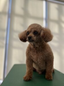 1月17日のわんこたちの写真