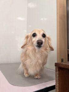 1月27日のわんこたちの写真