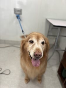 1月24日のわんこたちの写真