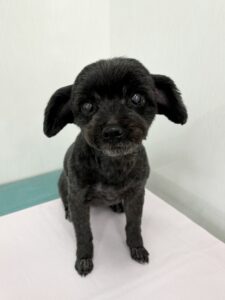 あずきちゃんのトリミング写真