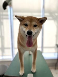 杏(あんず)ちゃんのトリミング写真