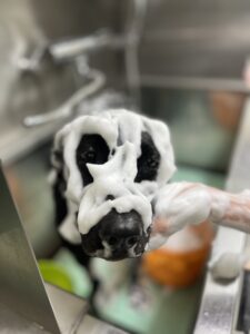 あんちゃんのトリミング写真