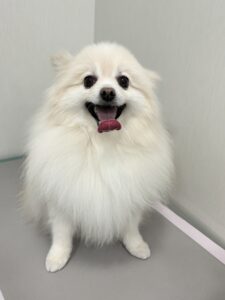 おもちくんのトリミング写真