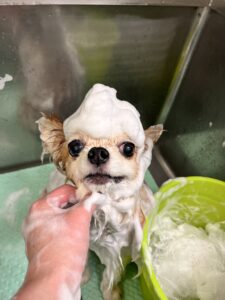 くうくんのトリミング写真