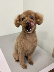 くぅくんのトリミング写真
