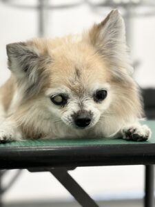 くっきぃ～ちゃんのトリミング写真