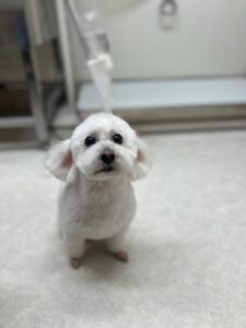 くららちゃんのトリミング写真