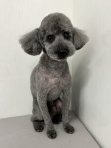 クロくんのトリミング写真