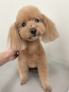 Goody(グッディー)くんのトリミング写真