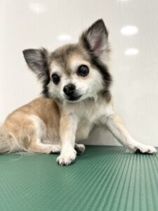 Cocoa(ココア)ちゃんのトリミング写真