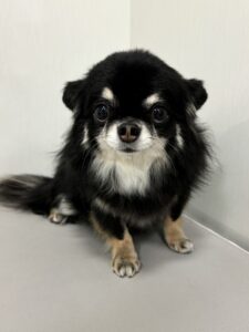ここくんのトリミング写真