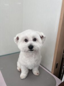 ココちゃんのトリミング写真