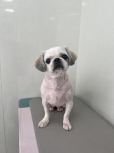 ここみちゃんのトリミング写真