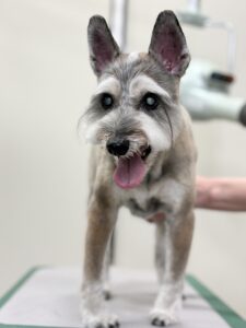 琥太朗(こたろう)くんのトリミング写真