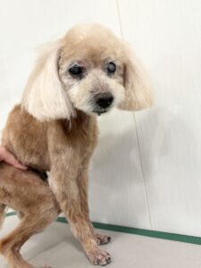 小鉄(こてつ)くんのトリミング写真
