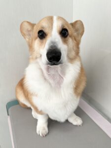 コテツくんのトリミング写真