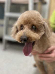 コロくんのトリミング写真