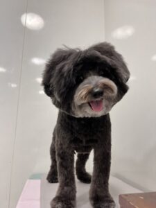 コロンくんのトリミング写真