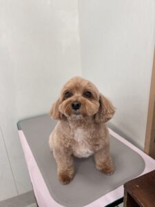 コロンちゃんのトリミング写真