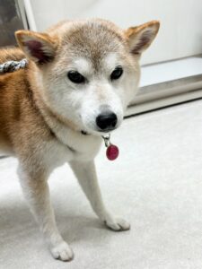 さくらちゃんのトリミング写真