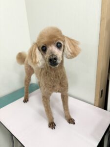 さすけくんのトリミング写真