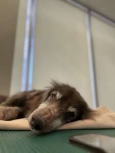 左佑(さすけ)くんのトリミング写真