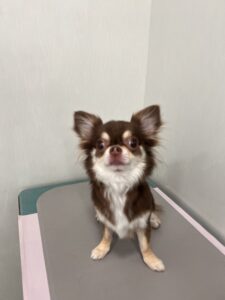ざらめちゃんのトリミング写真