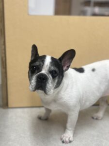 樹音(じゅのん)ちゃんのトリミング写真