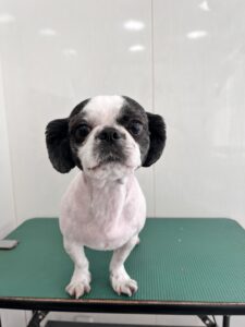 然(ぜん)くんのトリミング写真