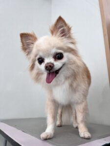 たまくんのトリミング写真