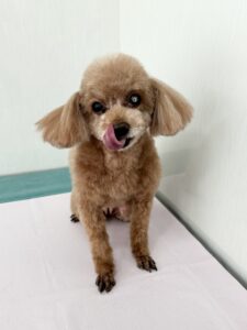 ちゅらちゃんのトリミング写真