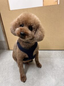 チョコくんのトリミング写真