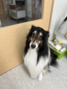 ちょこちゃんのトリミング写真