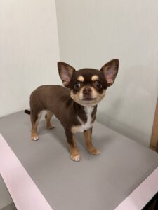 ニコちゃんのトリミング写真
