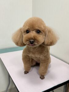 ニコルちゃんのトリミング写真