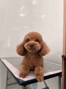 はなちゃんのトリミング写真