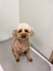 ぱんちゃんのトリミング写真