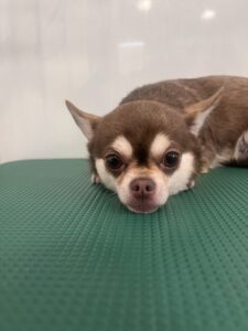 ひなちゃんのトリミング写真