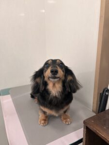 ひなちゃんのトリミング写真