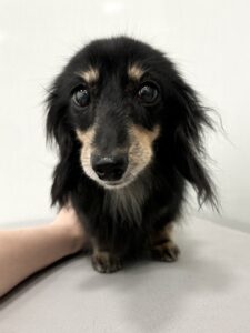 ビッケちゃんのトリミング写真