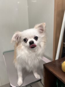 福くんのトリミング写真