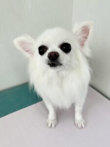 福(ふく)ちゃんのトリミング写真