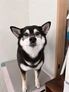 プーちゃんのトリミング写真