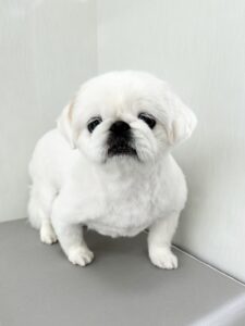ペコちゃんのトリミング写真