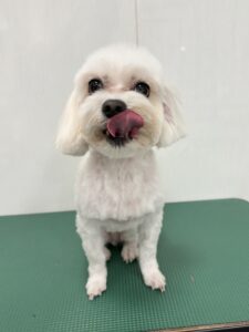ぺちゃろーくんのトリミング写真