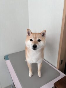 ぽん子ちゃんのトリミング写真