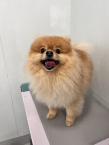 ぽん太くんのトリミング写真
